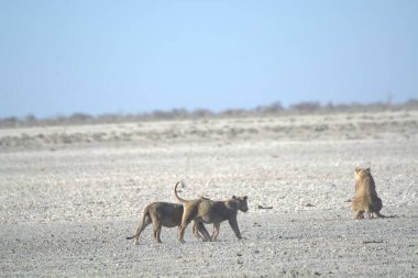 Çölde bir aslan grubu.