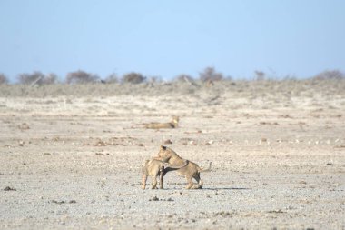 Etoşa Ulusal Parkı, Namibya 'da aslan