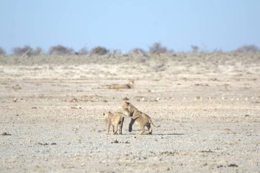 Aslan, savananın memelisidir.