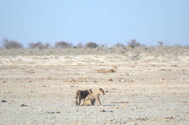 Afrika savan hayvanları, savana memelileri ve savanalar.