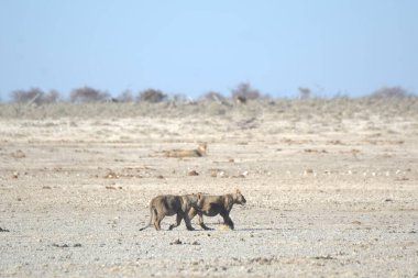 Afrikalı vahşi hayvanlar, doğa hayvanları.