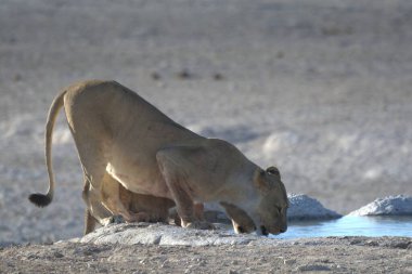 Etoşa Milli Parkı 'ndaki aslan.