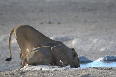 african oness at waterhole in the waterhole
