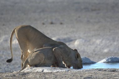 Genç bir erkek aslan, doğal yaşam alanı olan namibya 'da büyük beyaz bir kürke sahip.