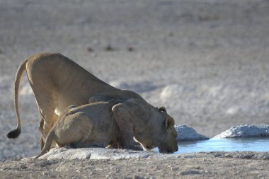 Etoşa, Namibya 'daki bir su birikintisinden su içen beyaz bir aslanın yakın çekimi.