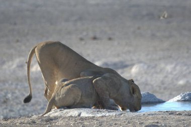 a closeup shot of a female elephant with a white water surface in the background