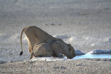 Etoşa Ulusal Parkı, Namibya 'daki delikten aslan içme suyu.