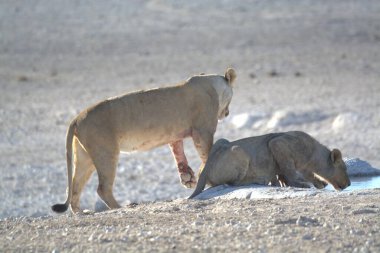 Kenya bozkırında bir çift vahşi hayvan.