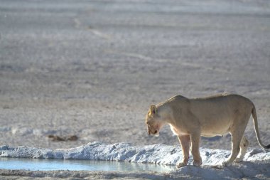 beautiful wild white african lion in etosha national park in namibia