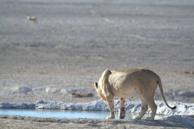 Çölün ortasında sıcak bir günde büyük bir su ile çölde genç bir dişinin güzel manzarası.
