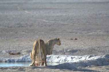 Suda tatlı bir Afrika aslanının yakın plan fotoğrafı.