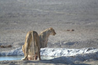 Çölde genç bir aslan.