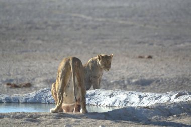 a young white lion in the water