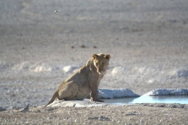Yerde oturan bir aslanın yakın plan fotoğrafı.
