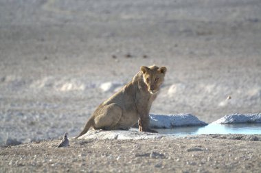 Çöldeki genç aslan.
