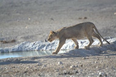 Genç bir Afrika aslanının güzel bir fotoğrafı.