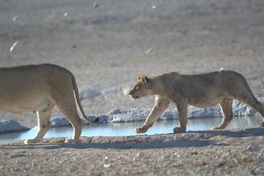 a beautiful shot of a white lion in the water