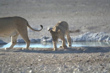 african wildlife, panthera leo, male lion walking in the dry sand