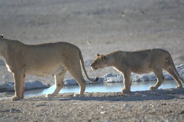 young female water lion in the water of the etosha national park