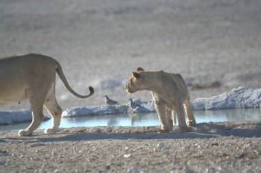 Etoşa namibya aslanı