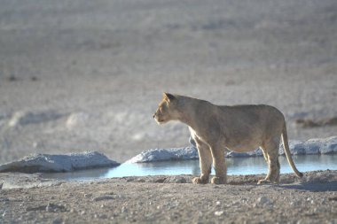 lion in the etosha in namibia, east africa