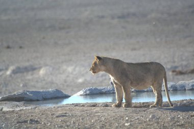 Namibya 'daki Etoşa Milli Parkı' nda aslan (panthera leo)
