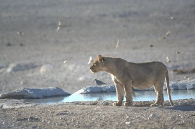 Sudaki bir aslanın güzel bir görüntüsü.