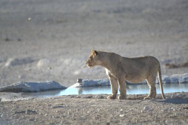 a white lion in the etosha national park in namibia in the united states.