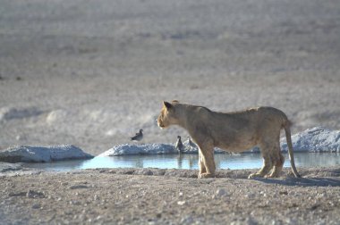Namibya 'da güzel vahşi yaşam yerleri