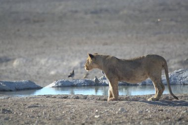 wild african oness in the savannah
