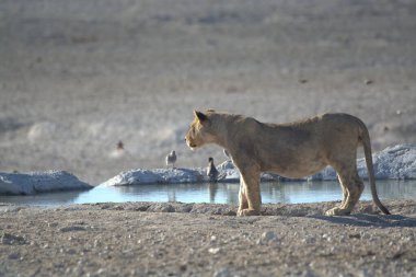 lion walking in water