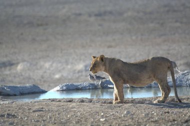 Aslan etosha 'da su içiyor.