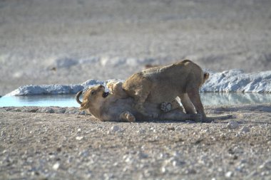 Vahşi hayvanlar, seçici odaklanma