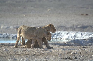 Genç hayvanlar, seçici odaklanma