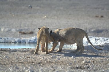 lion cub playing in water
