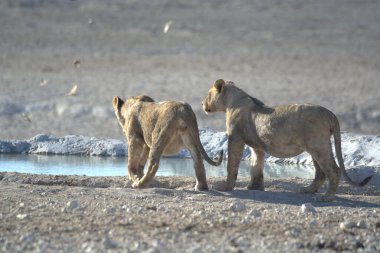 Etoşa Ulusal Parkı 'nda beyaz aslanlar