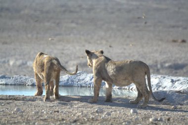 Kumsalda bir çift beyaz ayı.