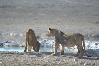 Çöldeki şirin bir aslanın güzel bir fotoğrafı.