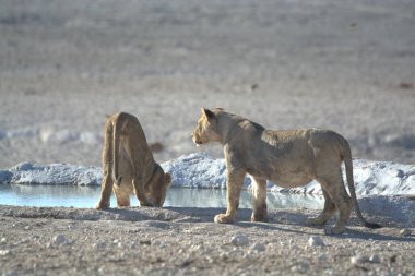 Çöldeki bir grup vahşi hayvan.