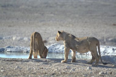 a pair of young lion in the snow