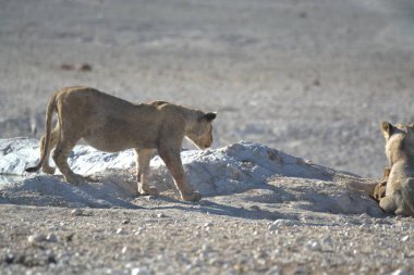 Namibya 'daki vahşi aslanlar