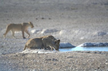 Aslan sudan su içiyor.