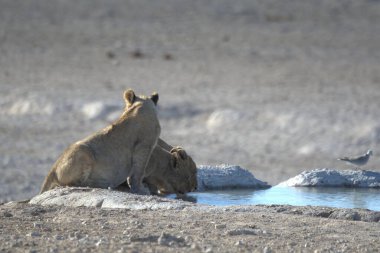 Şirin bir kutup ayısının yakın plan fotoğrafı.