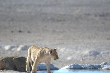 Karda beyaz bir aslan