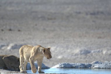 Sahilde bir grup beyaz kutup aslanı.
