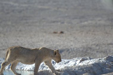 Sudaki beyaz bir aslanın yakın çekimi.