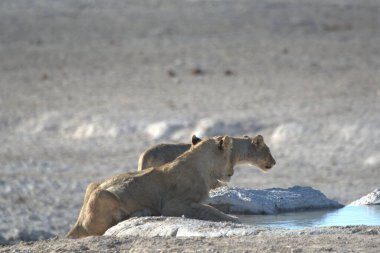 Karda genç bir aslan.