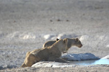 Yerde beyaz bir ayı.