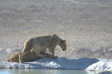 Beyaz ayı vahşi doğada