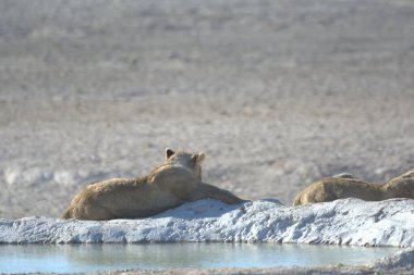 wild bear in winter, usa